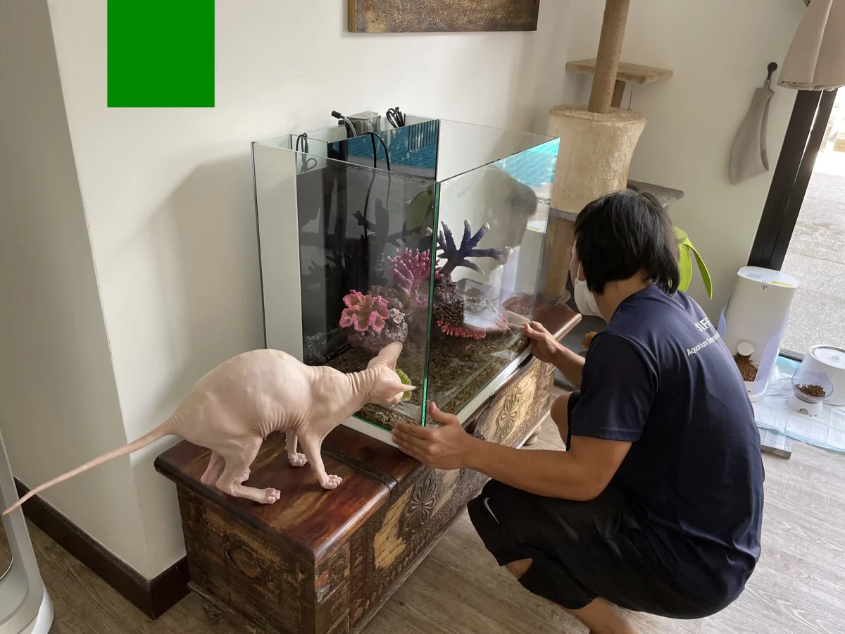 การดูแลตู้ปลาโดยทีม Sanni