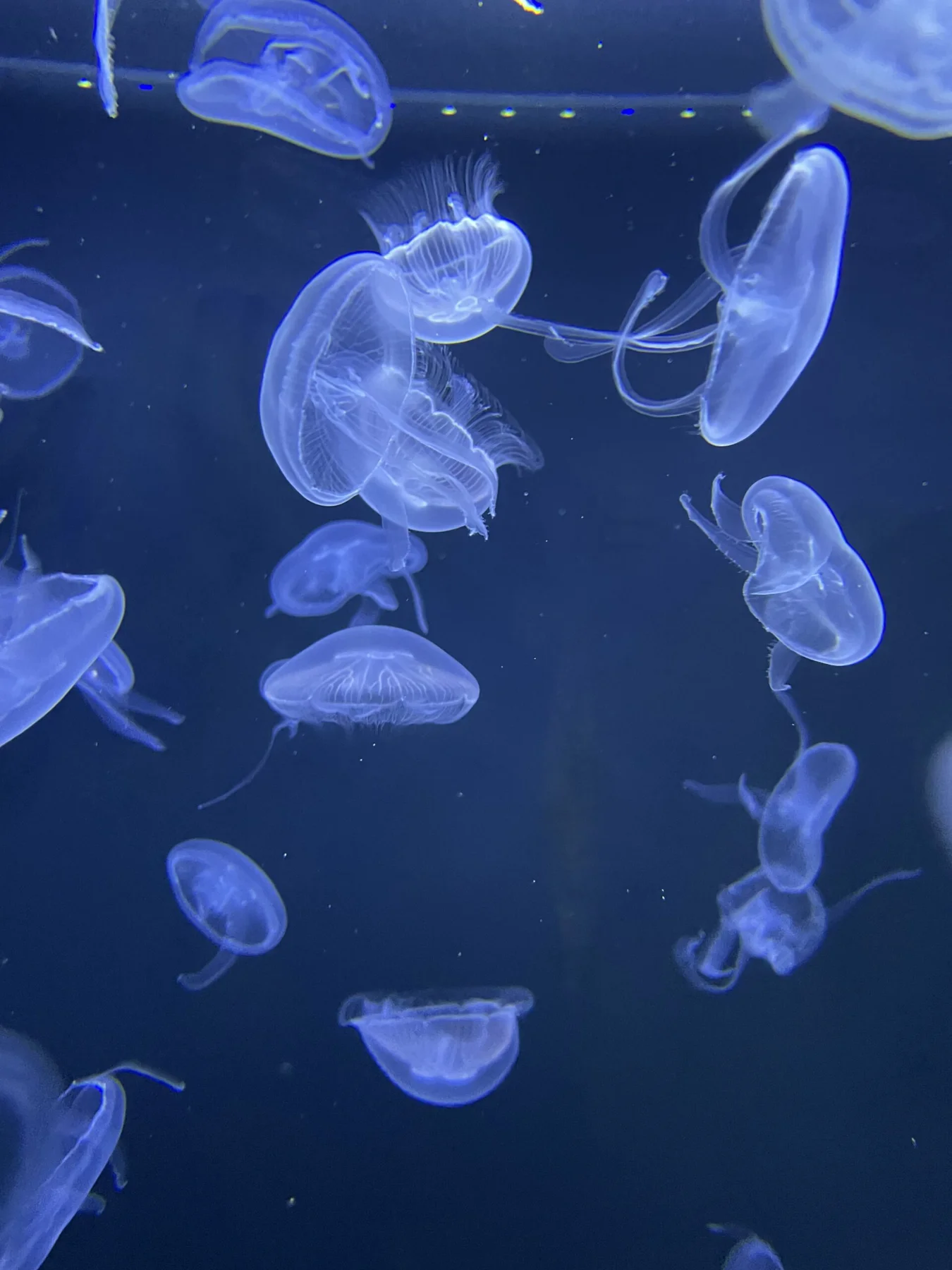 แมงกะพรุนในตู้จัดแสดงของ Sanni Acqua Services