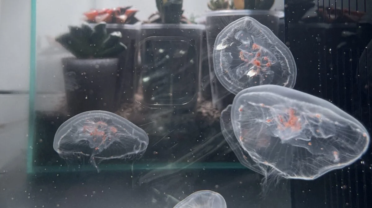 Jellyfish Aquarium